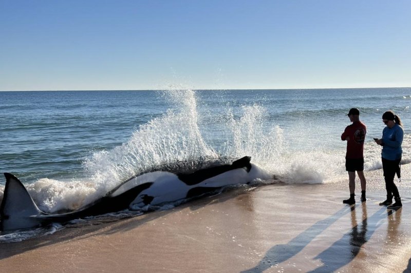 A 21-foot orca washes ashore on a Florida beach Wednesday, in what the National Oceanic and Atmospheric Administration calls the first-ever stranding of a killer whale in the Southeast. Photo courtesy of Flagler County Sheriff's Office