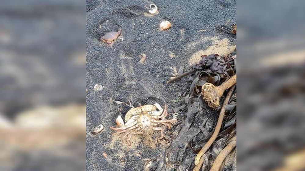 Dead crabs washed up at South Gare