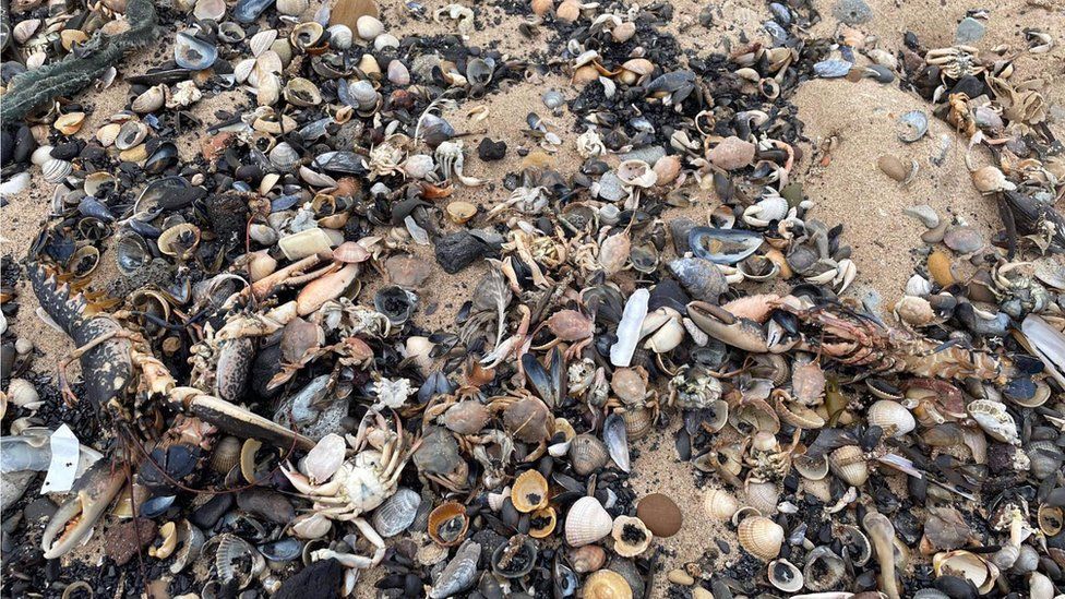 Dead shellfish on beach