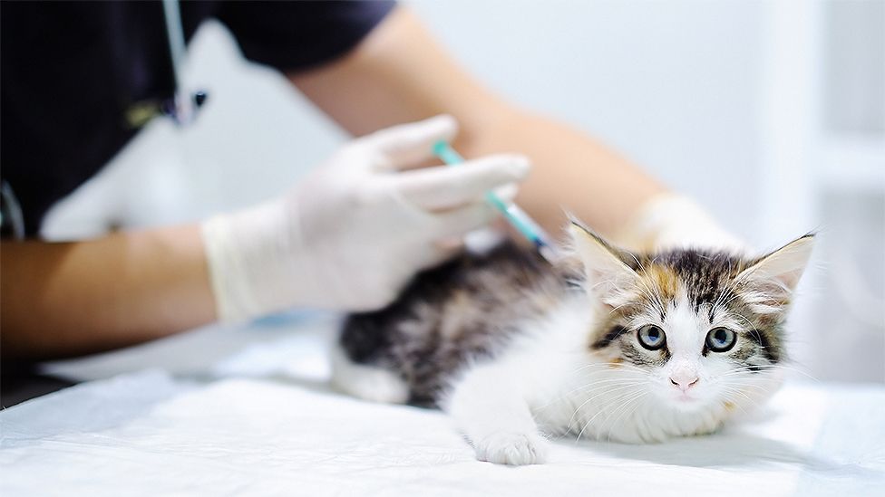 Cat getting an injection
