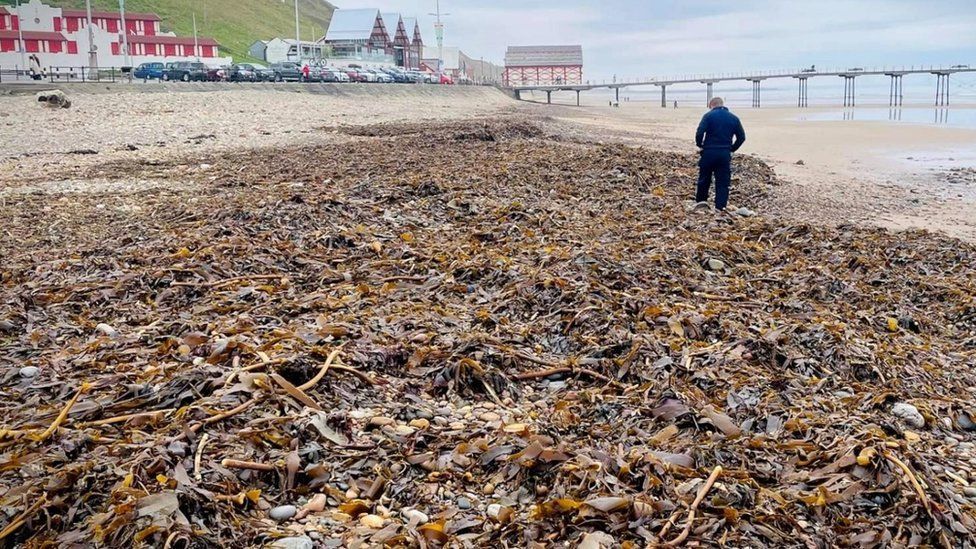 Hundreds of dead shellfish on the beach at Saltburn