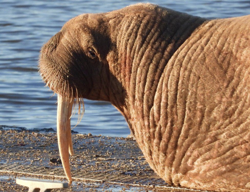 Close up of the walrus resting on a pontoon