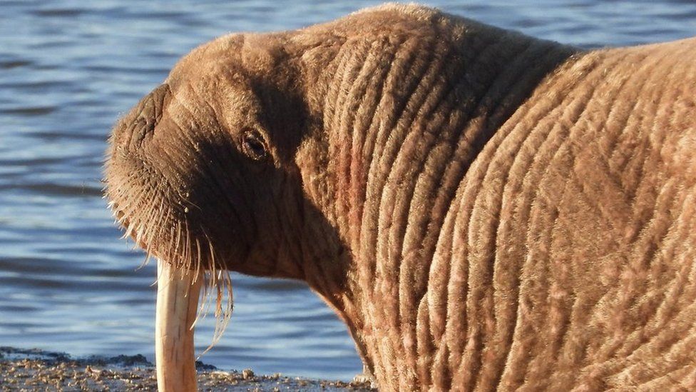 Close up of the walrus resting on a pontoon