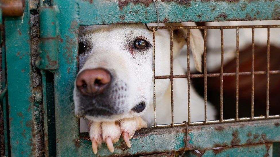 A dog in a shelter kennel