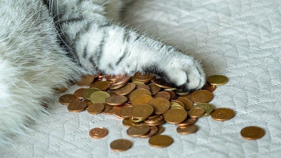 A cat's paw on a pile of coins