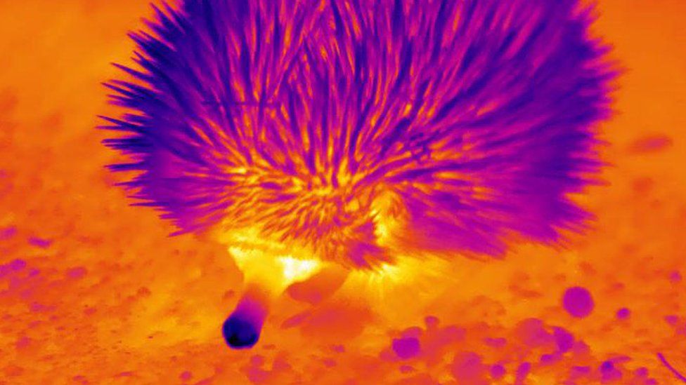 A thermal image of an echidna