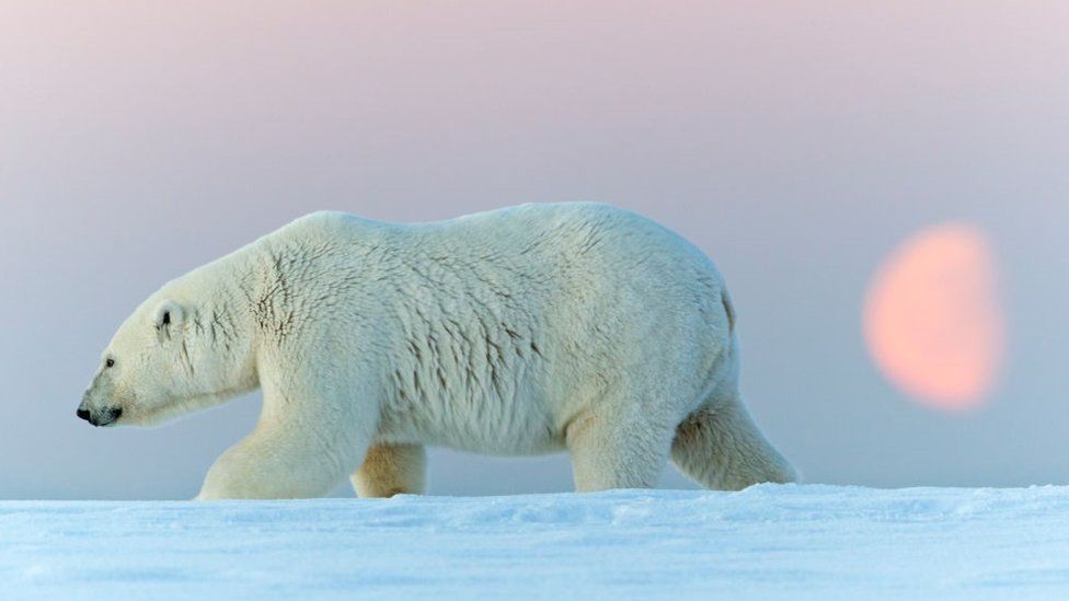 Polar bear (stock image)