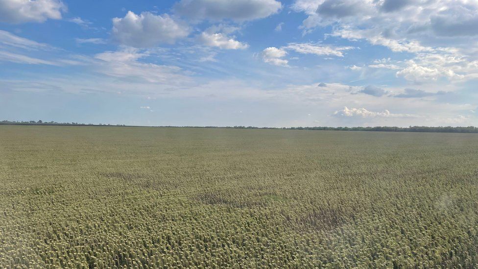 A green field in Ukraine