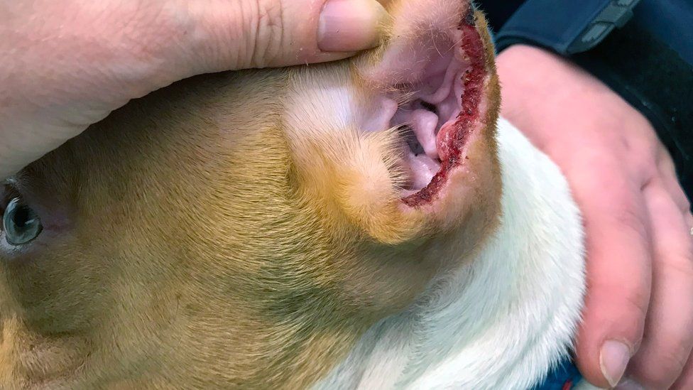 Clipped ear on a puppy