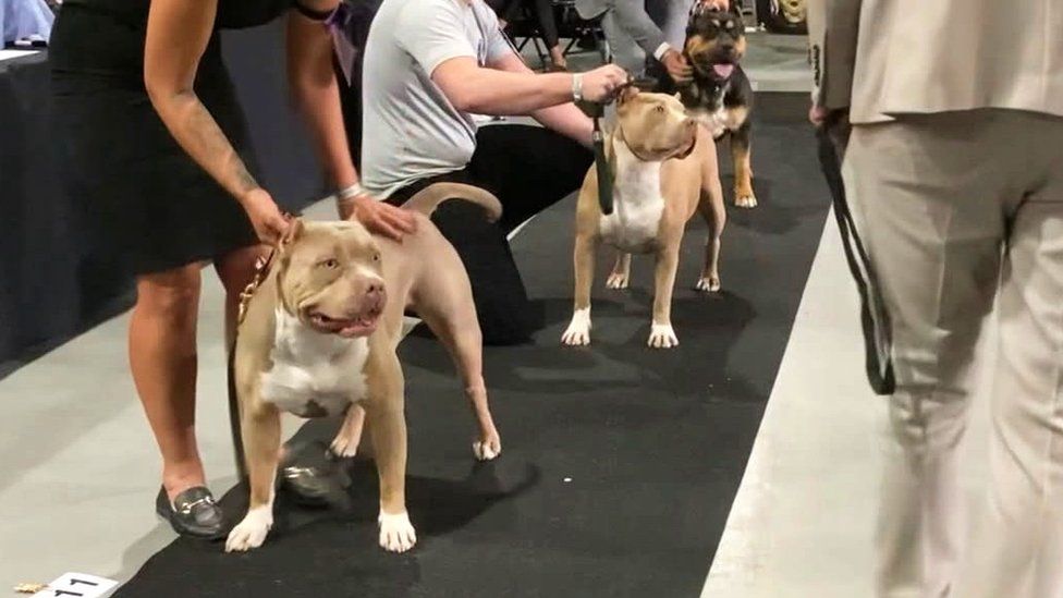 American bullies at a dog show