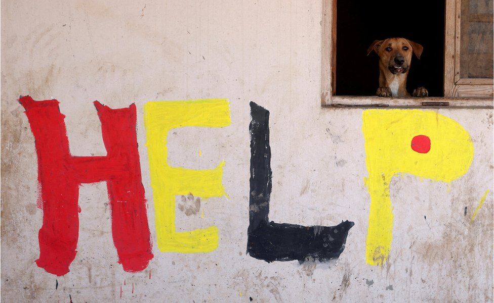 A dog look out of a hatch. Below it, the word 'help' is daubed on the wall in paint.
