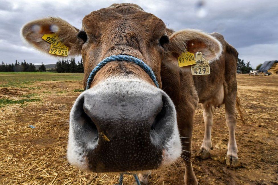 A cow looks into the camera lens on a farm.