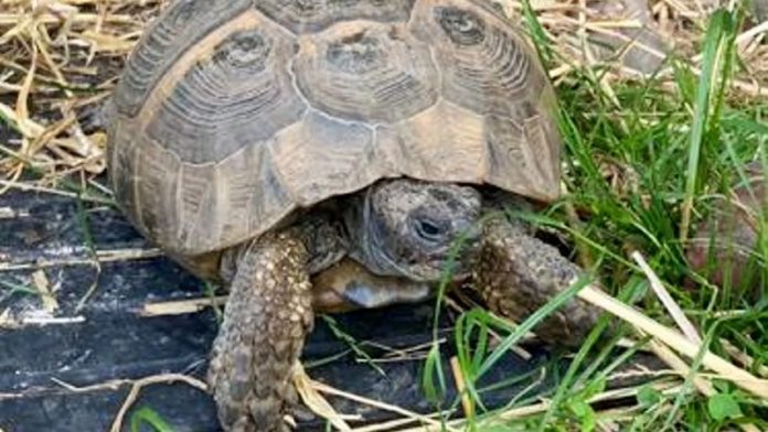 Jemima the tortoise has been on walkabout (Image: Charles Waddell / SWNS)