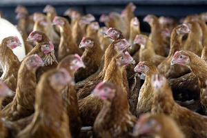 Individuals have been advised to tap into the opportunities in the poultry sector