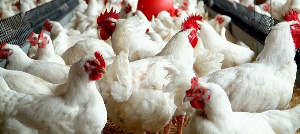 Bird flu outbreak was confirmed in the country this year on July 8, 2021