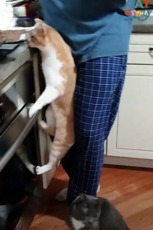 Trekkie scales the oven to steal food