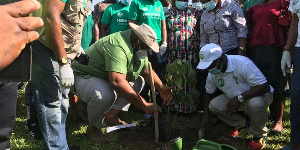 The Green Ghana project saw the planting of trees nationwide | File Photo