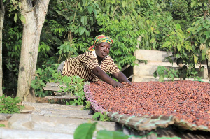 There have been too many cocoa beans produced this year already