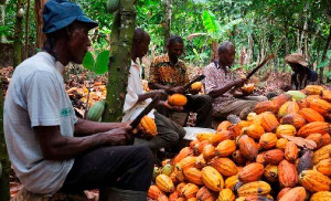 A photo of cocoa farmers working