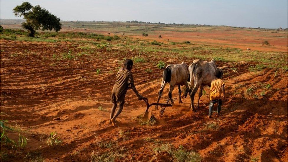 Children attempt to plough a plantation using cattle in Grand Sud of Betsimeda, Maroalomainty commune, Ambovombe District, Madagascar May 2, 2021