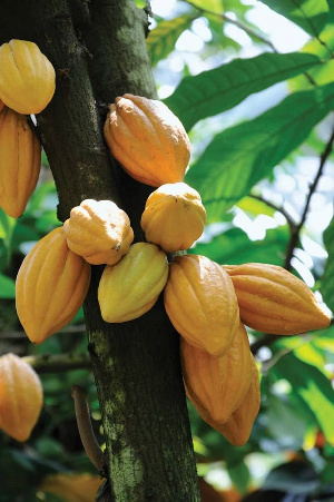 Cocoa is a major source of income for Ghana