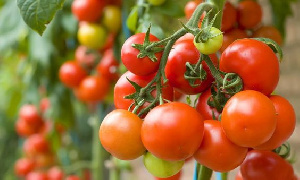 File photo: A tomato plant