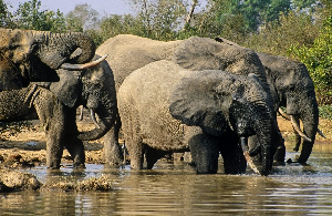 File photo of some elephants