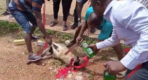 Assembly members slaughtering a sheep in their imprecations