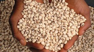 The new cowpea variety could potentially increase yield by 20 times more