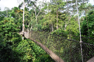 File phot of the canopy walk at the Kakum National Park