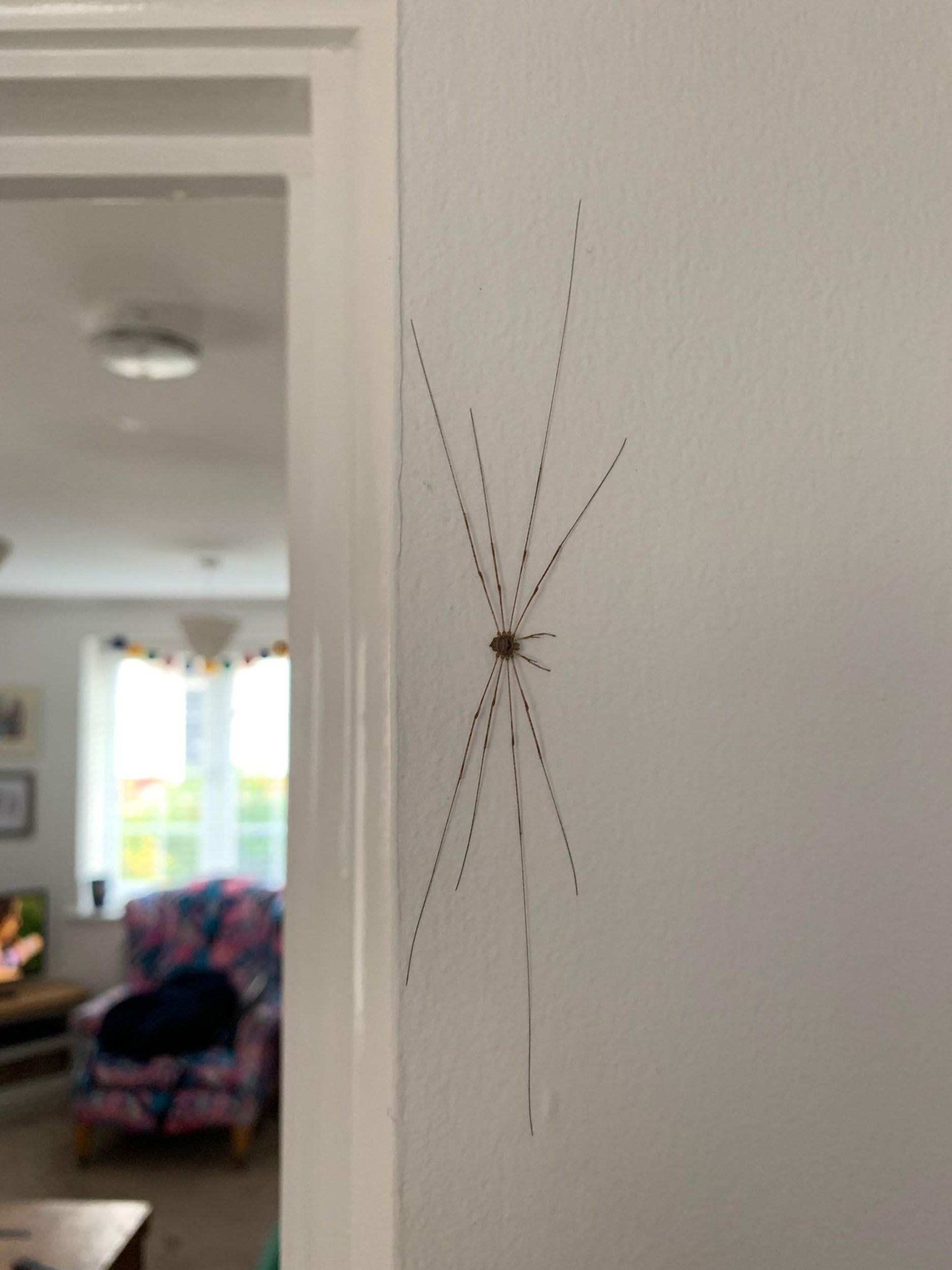 Alina, 25, got the fright of her life when she spotted a huge spider on her kitchen wall