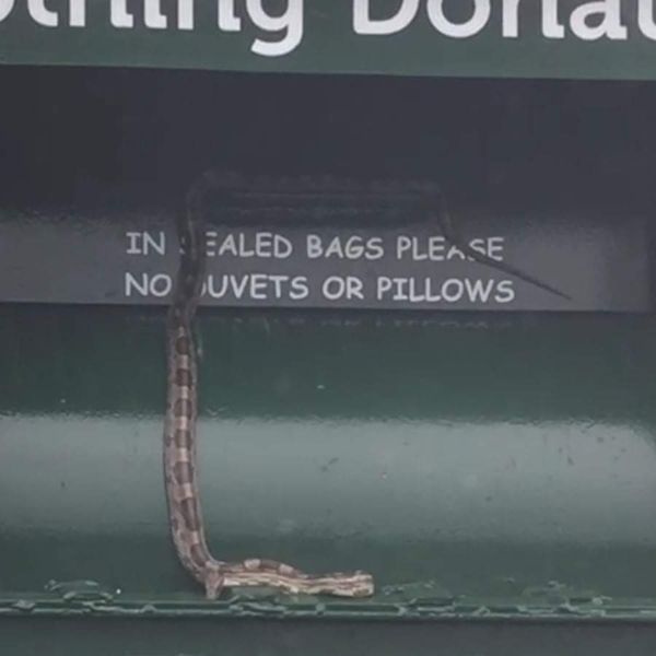 A rat snake sparked panic after slithering out of a clothes recycling bin in Fife, Scotland