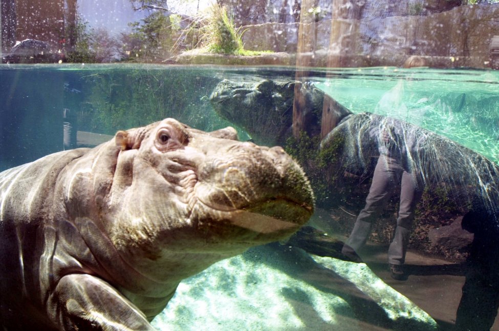 Pablo Escobar's hippos recognized as legal persons in the U.S.