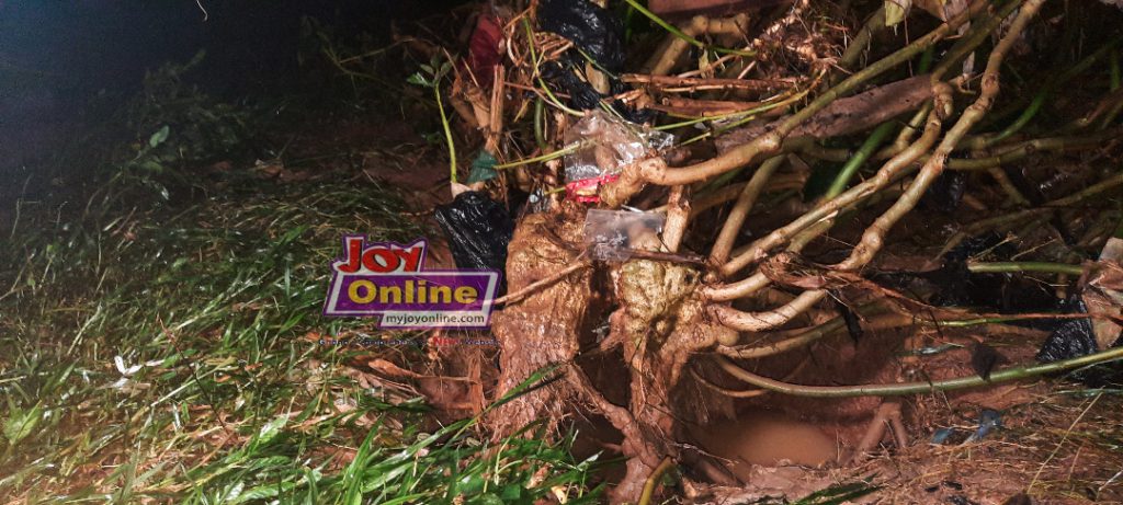 Kumasi floods-21-Tree uprooted www.myjoyonline.com