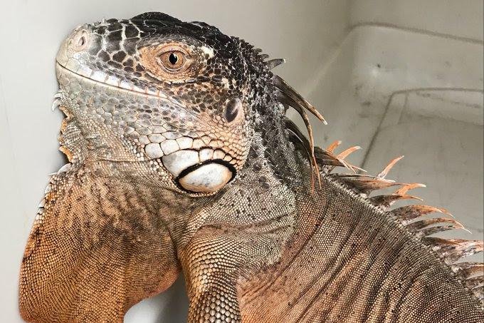 2-foot iguana found perched on fence next to British road