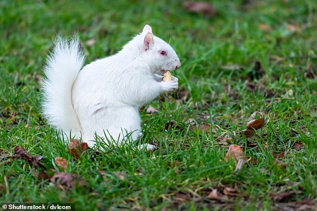 The condition is extremely rare in the UK and the Forestry Commission said in 2010 only one in 100,000 squirrels were born albino (stock picture)