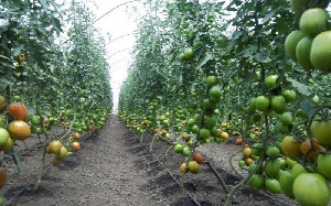A tomato plantation
