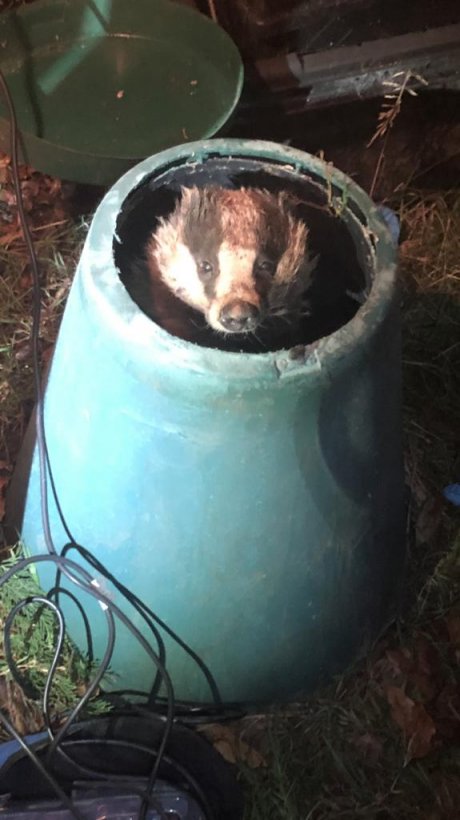 Hungry badger rescued from resident's compost bin in England