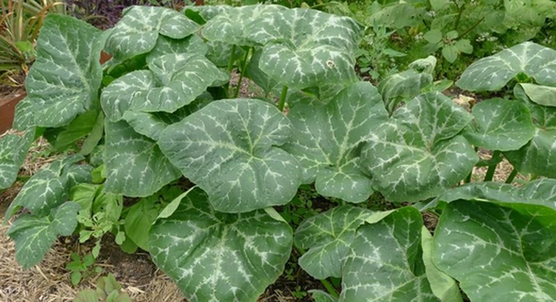 Pumpkin leaf: The health benefits of this plant are unbelievable
