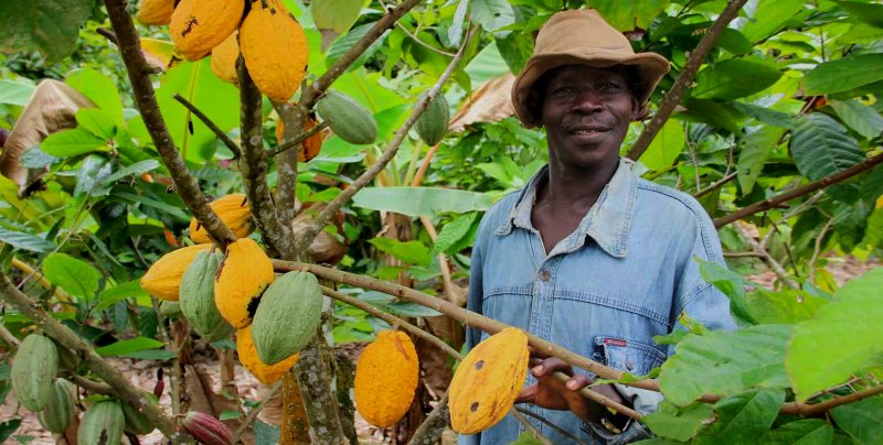 Nigeria considers joining Ghana, Cote d'Ivoire to implement LID for cocoa  farmers - Ghanamma.com