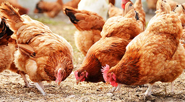 Poultry farmers call for stakeholder engagement to save industry from collapse