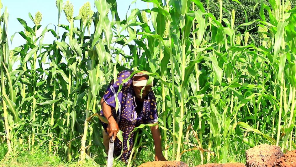 Ghanaian farmers embrace 'lost crops' to adapt to climate change