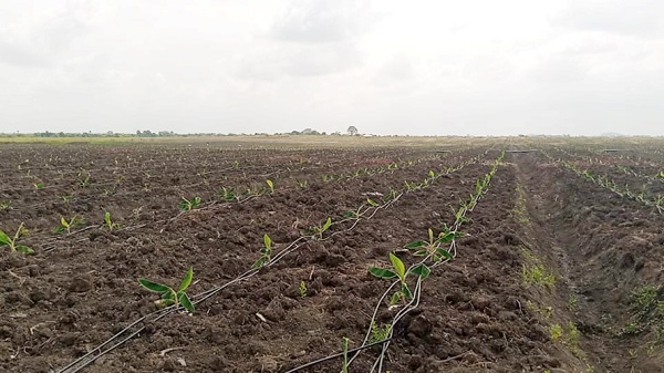 The  new banana plantation under cultivation