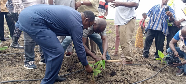 Dr Afriyie Owusu Akoto (left), the Minister of Food and Agriculture, doing the ceremonial planting of banana seedlings at the new Golden Exotic Limited plantation at Torgorme.Pictures: BENJAMIN XORNAM GLOVER