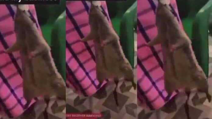 Watch as pastor brings out a dead rat from a woman’s V during deliverance –