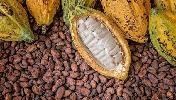 Cocoa sector on its knees