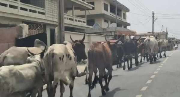 Sekondi Metropolitan Assembly to impound stray cattle and prosecute owners