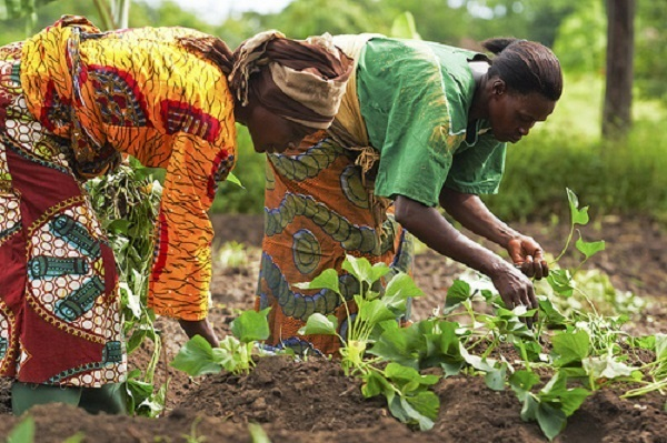 Peasant Farmers Association pledges to chart transformational agenda