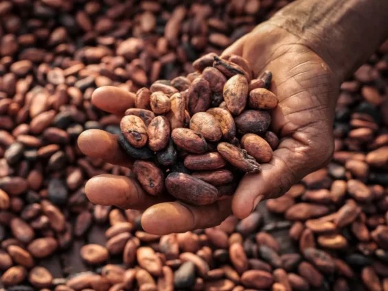 Minority MPs push for GH₵7,000 per bag cocoa price hike