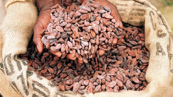 FLASHBACK: Ghana's first cocoa seeds were not swallowed by Tetteh Quarshie – The inside story